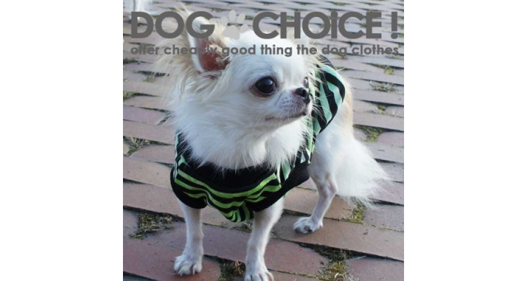 dog-choice